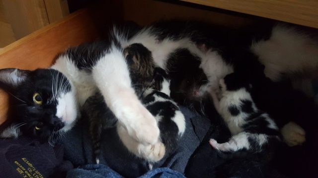 cat birth