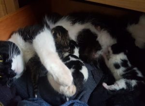 cat birth