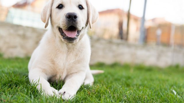 yellow-lab