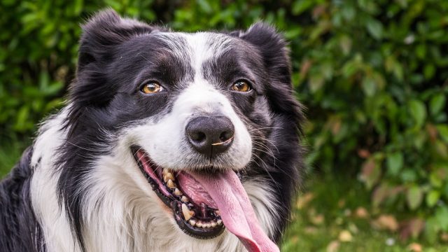 border-collie-panorama