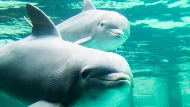 dolphins hold hands