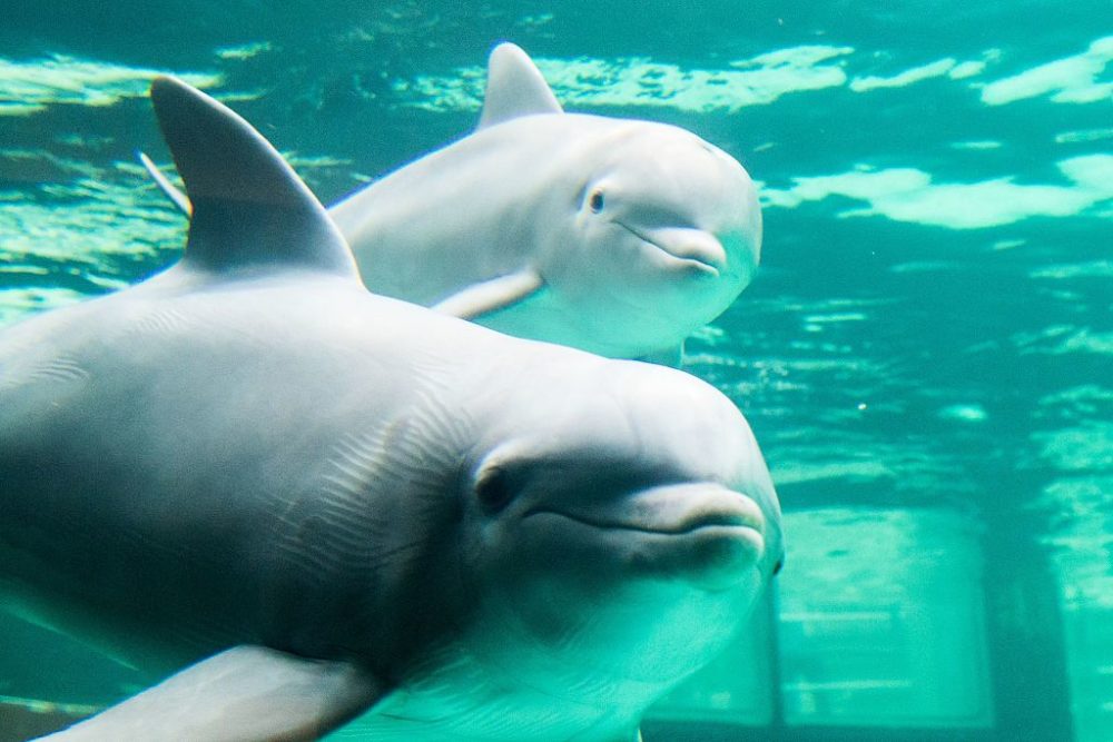 Male Dolphins Hold Hands While Swimming, And Yes, There's A ...