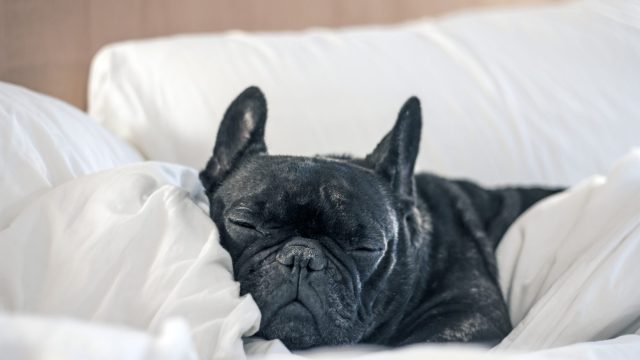 dog in a hotel