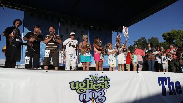 World's Ugliest Dog contest
