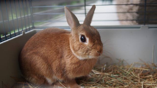 Rabbit In Cage