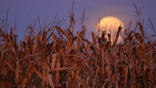 full corn moon