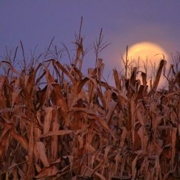 full corn moon