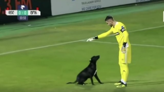 dog