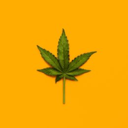 Marijuana leaf over yellow background