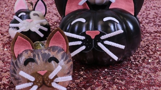 cat pumpkins