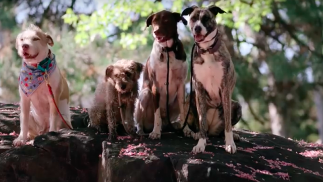 dogs netflix