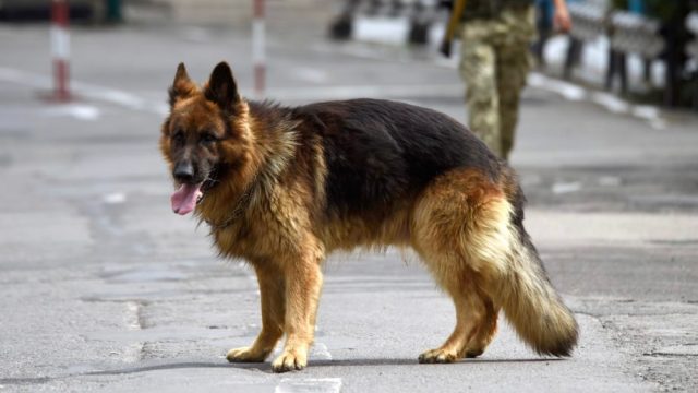 German Shephard