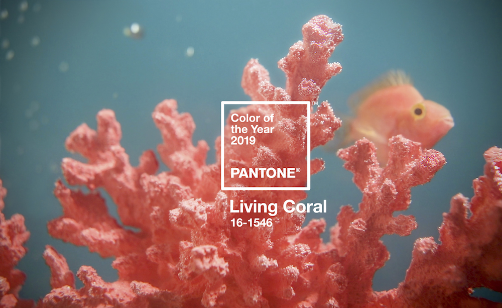 coralone.jpg
