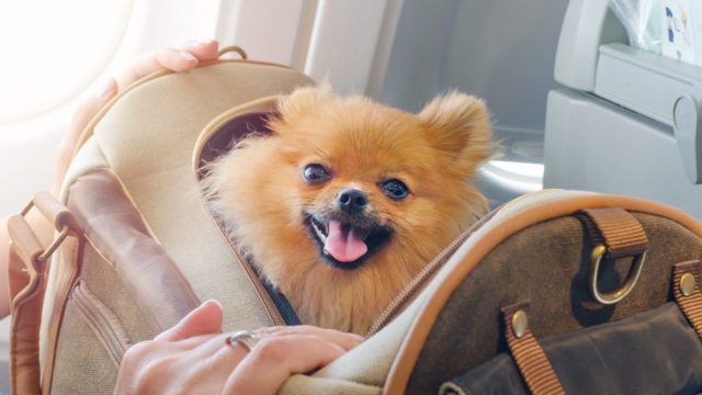Delta is banning young emotional support animals.