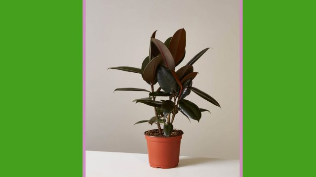 houseplant appreciation day