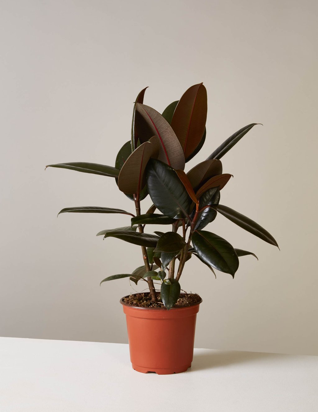 picture-of-burgundy-rubber-tree-houseplant-photo