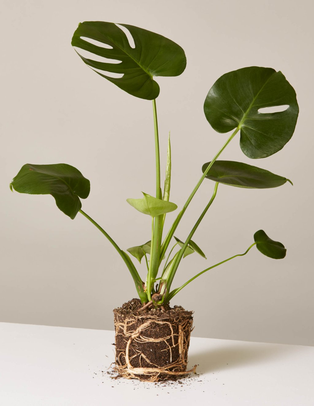 picture-of-monstera-houseplant-photo6
