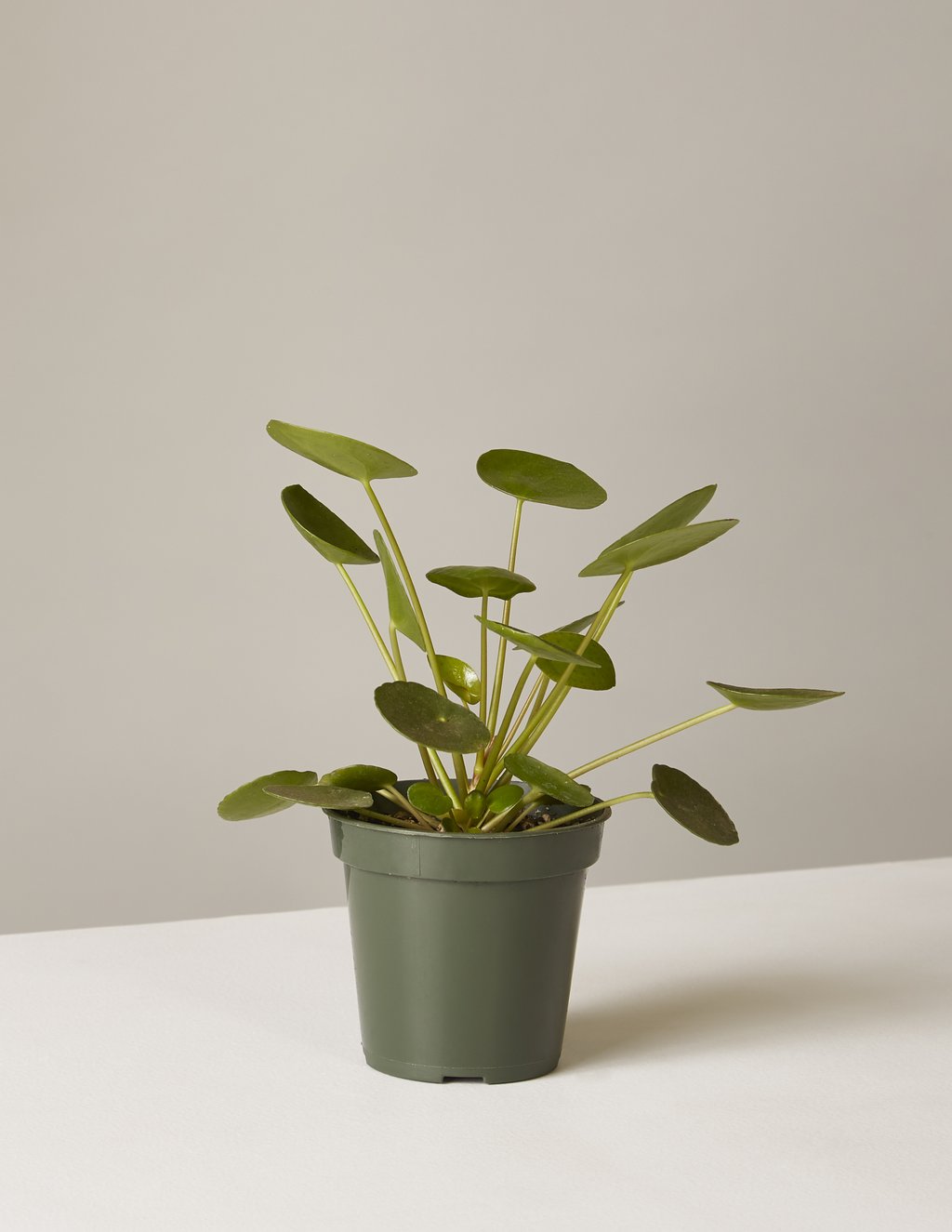picture-of-pilea-peperomioides-houseplant-photo