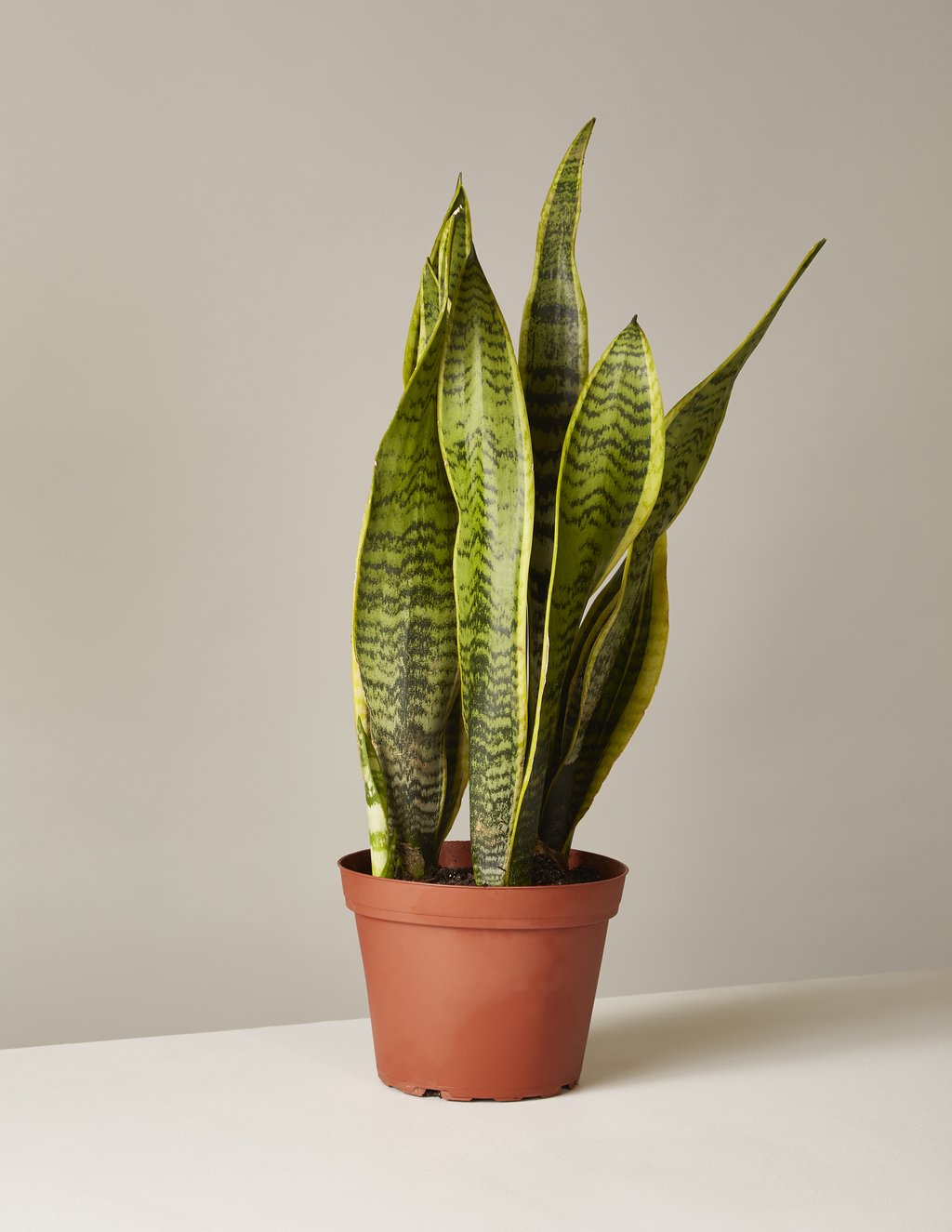 picture-of-snake-plant-houseplant-photo1