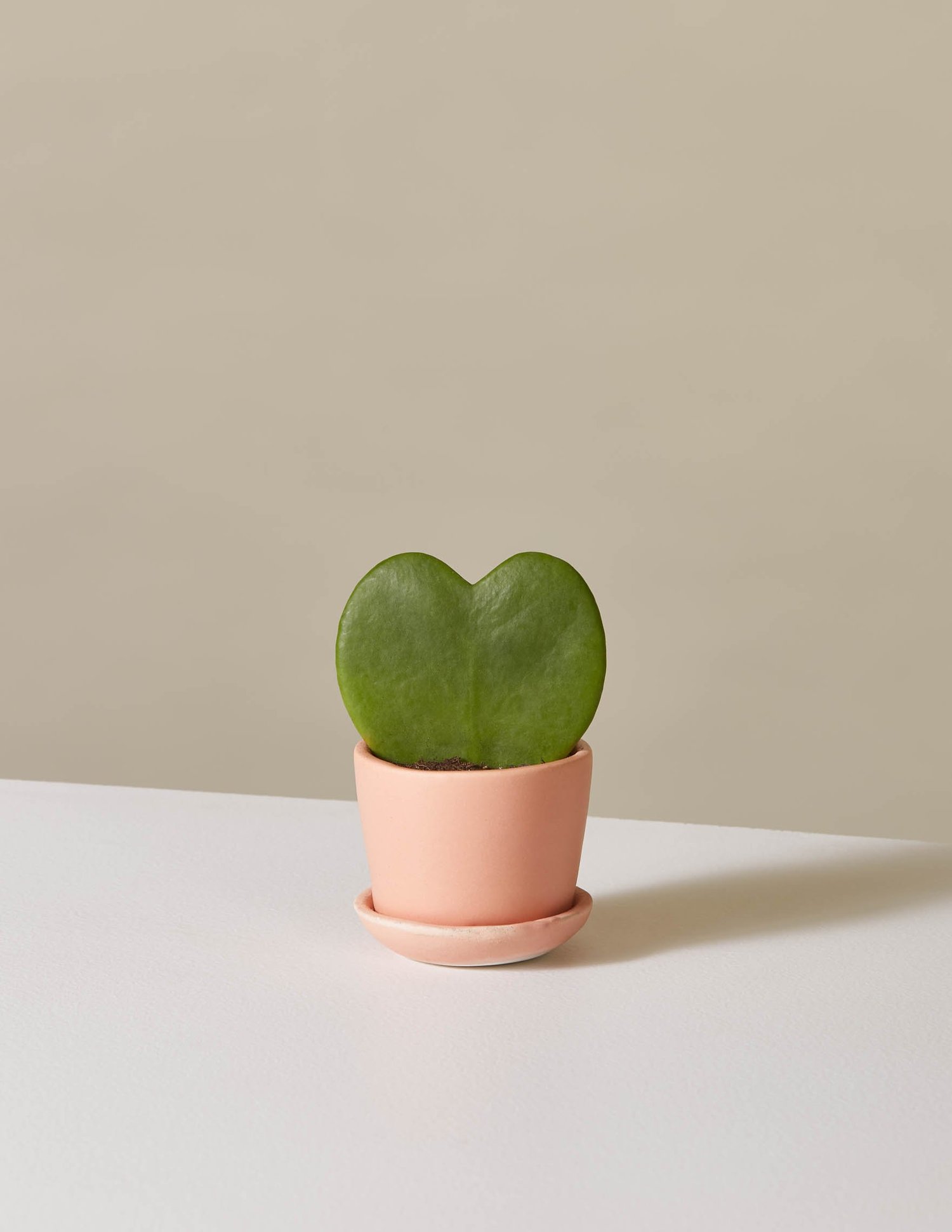 picture-of-hoya-heart-plant-photo