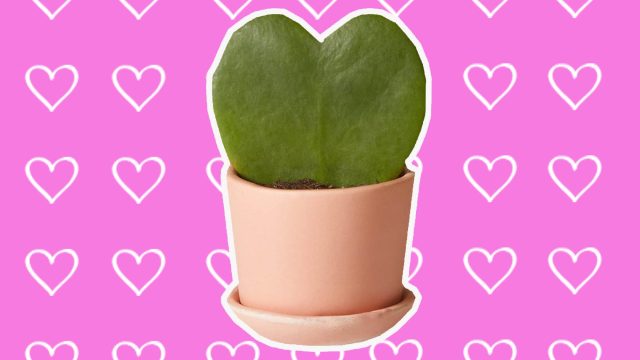 valentine's day plants