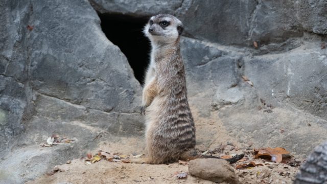 meerkat
