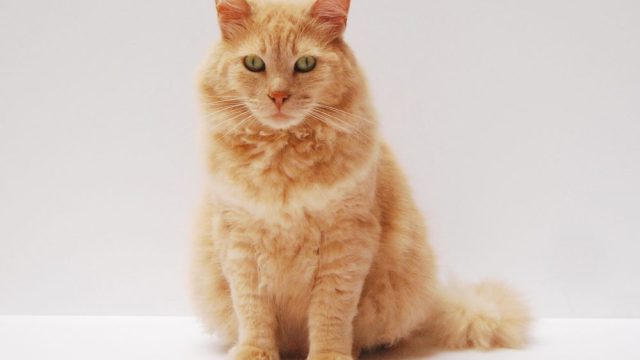 cat