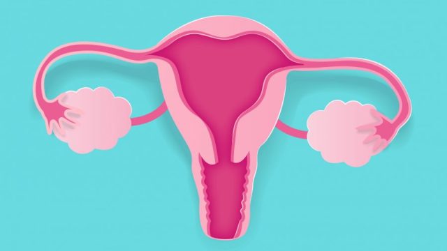 cartoon uterus illustration