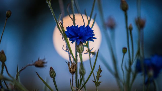 full moon and cornflower