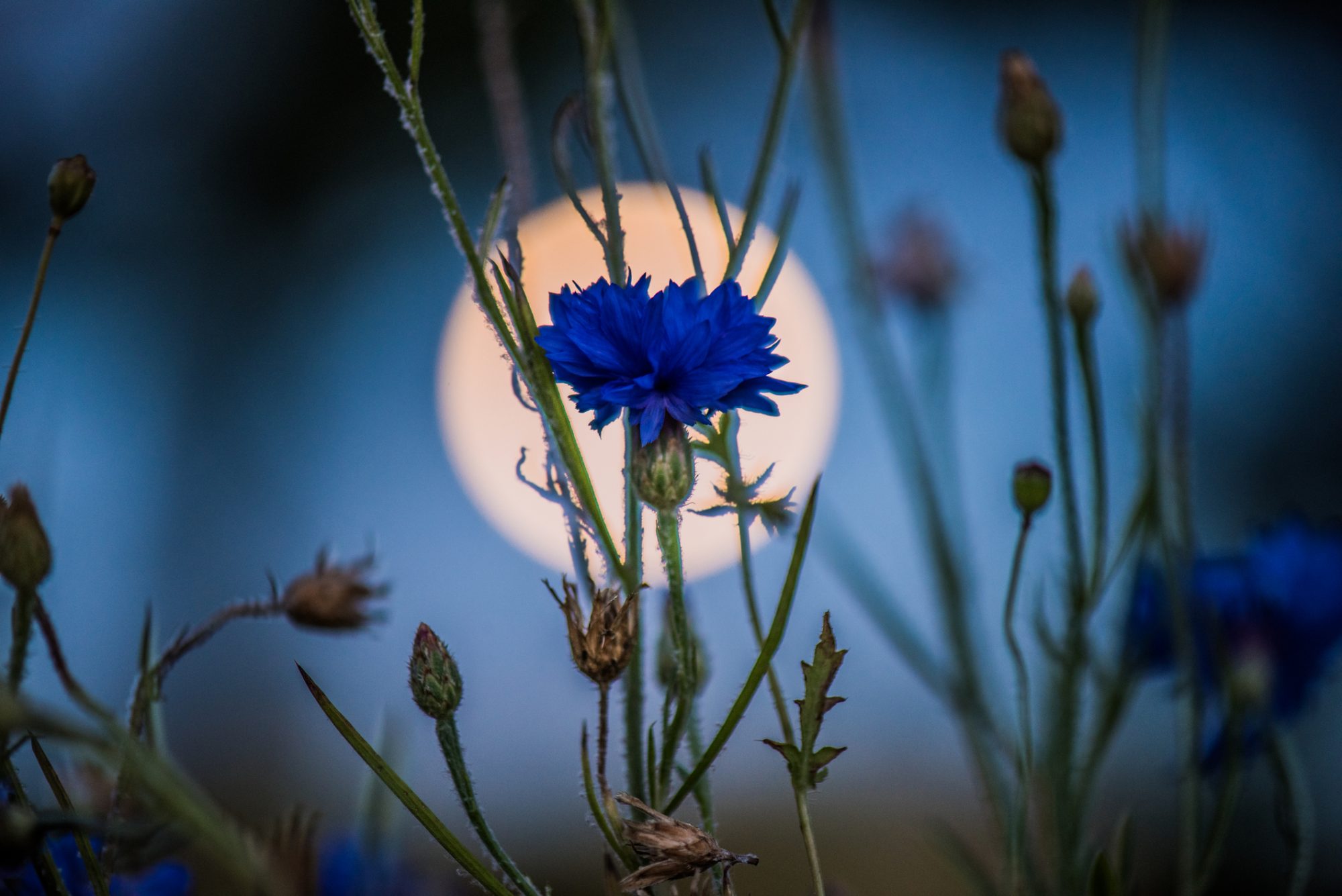 Ritual – Flowering Moon