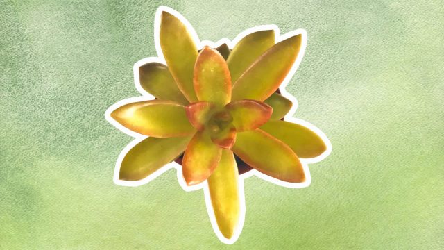 best succulent for your zodiac sign