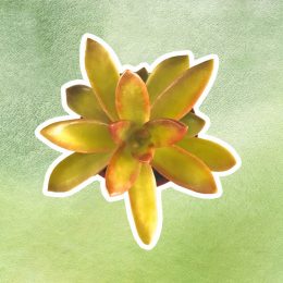 best succulent for your zodiac sign