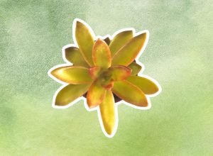 best succulent for your zodiac sign