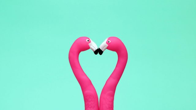 two flamingos kissing making heart shape