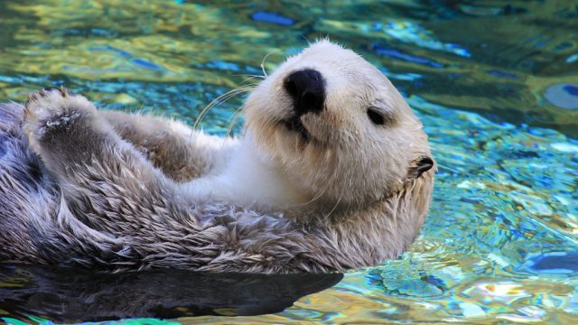 endangered species sea otter swimming