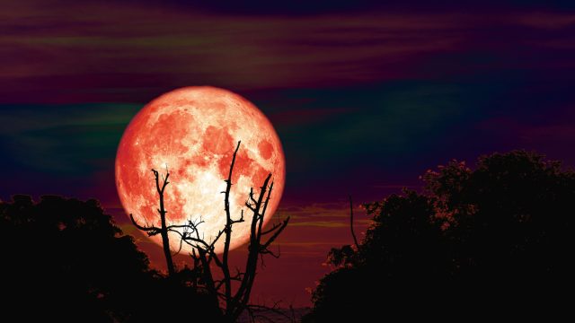 Hunter's moon back over silhouette branch tree in field on evening sky