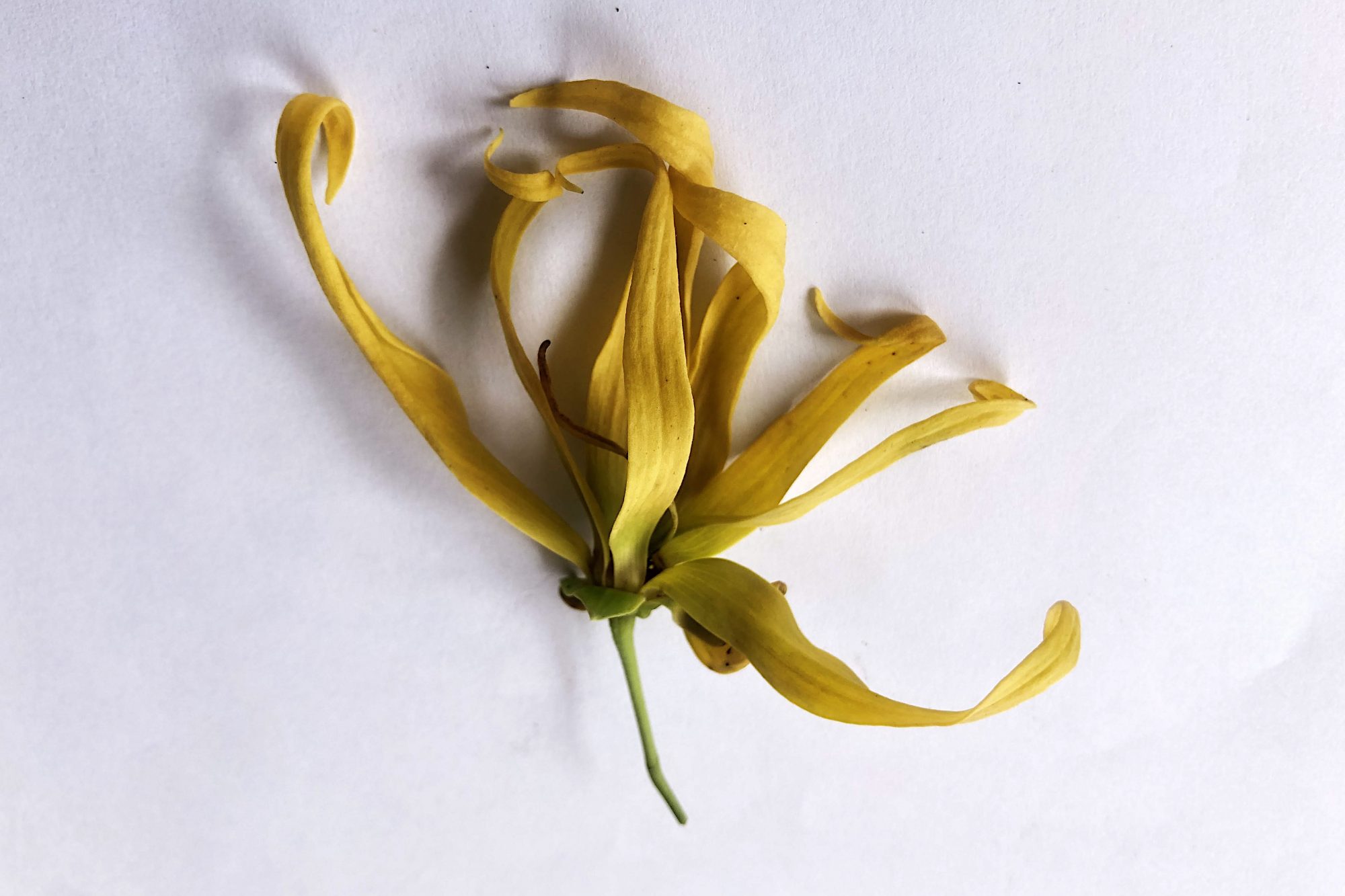 ylang-ylang-oil-flower.jpg