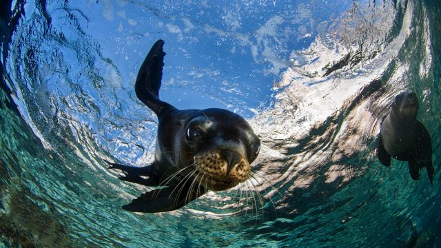 virtual scuba dives with a sea lion