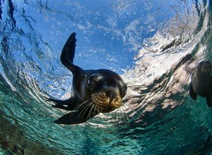 virtual scuba dives with a sea lion