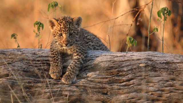 national geographic nature documentaries image of a baby leopard