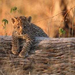 national geographic nature documentaries image of a baby leopard