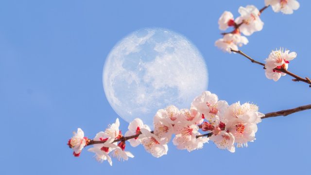 Super Flower Moon, supermoon in the sky