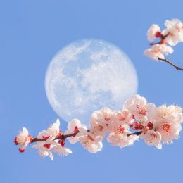 Super Flower Moon, supermoon in the sky