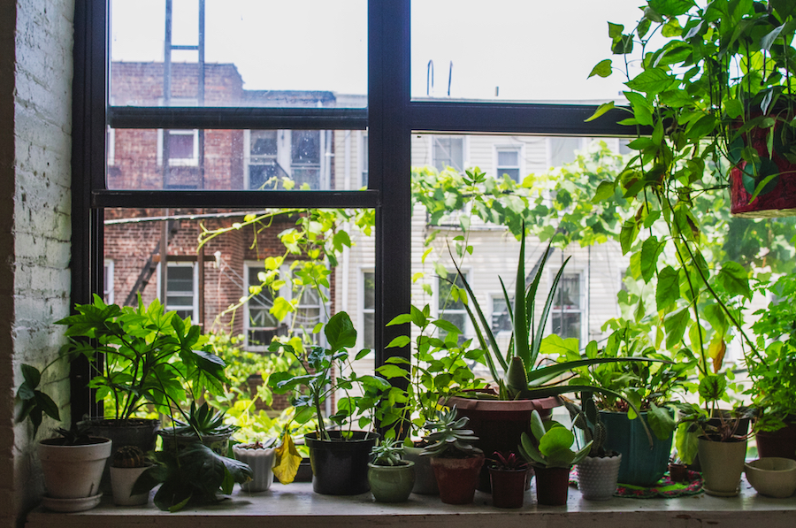 plants-in-windowsill.jpg