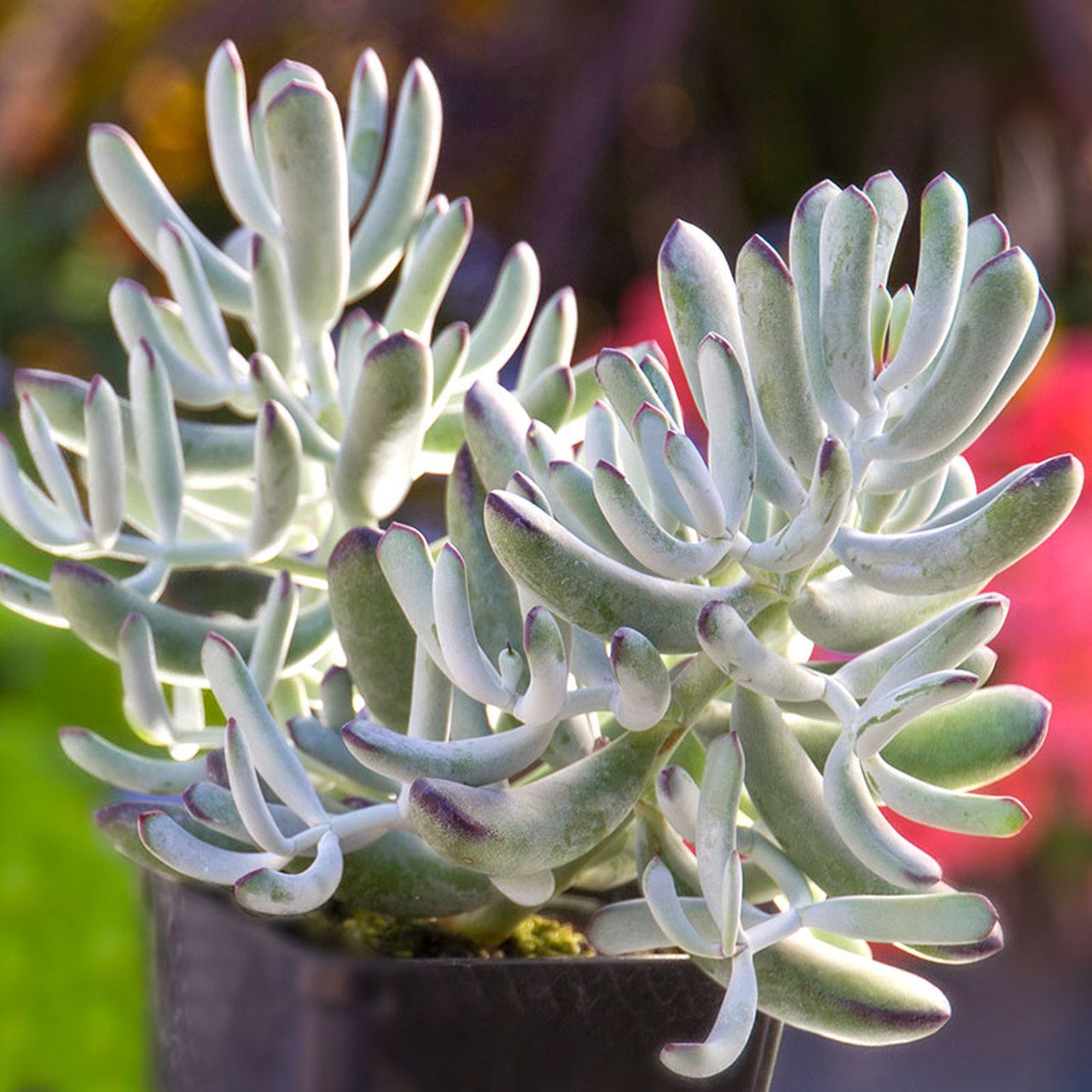 Cotyledon-happy-young-lady-succulent
