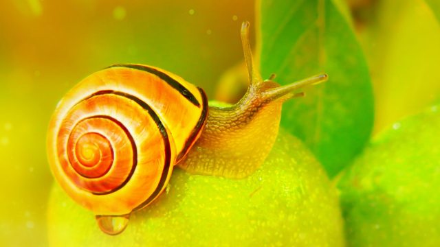 snail facial at home