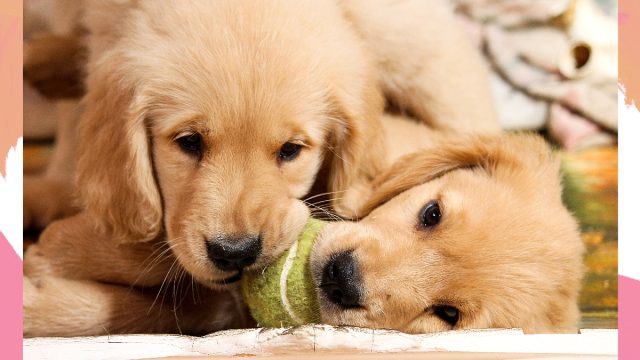 Golden Puppies
