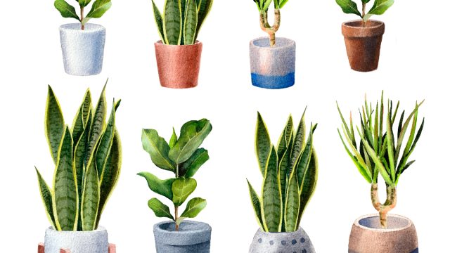 Plants