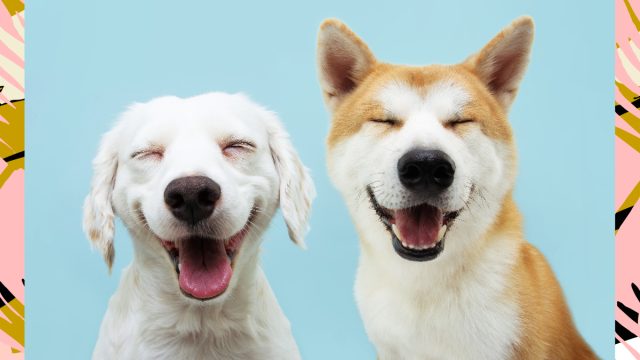 This Tinder-Style App Hooks Up Your Dog With Others for Play DatesHelloGiggles This Tinder-Style App Hooks Up Your Dog With Others for Play DatesHelloGiggles