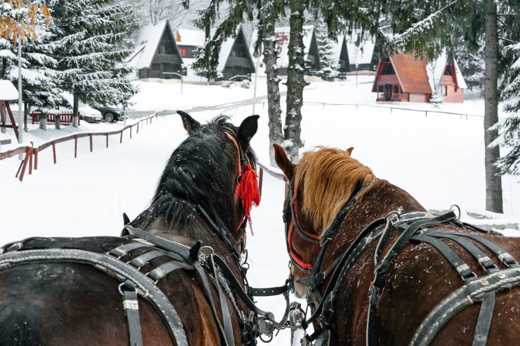 horse drawn carriage